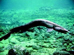 远古鲨鱼资料,海洋霸主的历史演变与神秘面纱